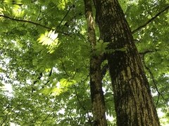 Pterocarya rhoifolia