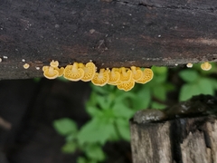 Favolaschia calocera
