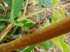 Chorthippus brunneus