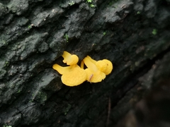 Favolaschia calocera