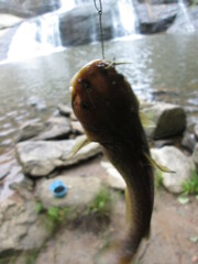 Ameiurus brunneus