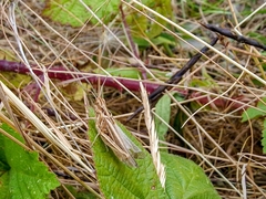 Chorthippus brunneus