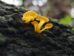 Favolaschia calocera