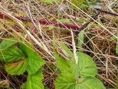 Chorthippus brunneus