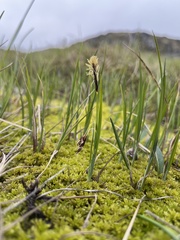 Carex rariflora