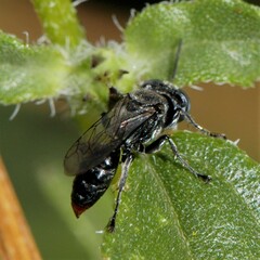 Tachysphex terminatus