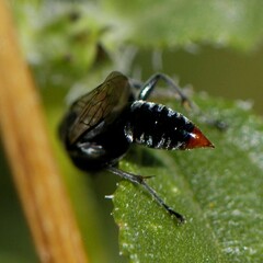 Tachysphex terminatus