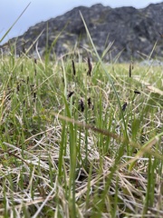 Carex rariflora