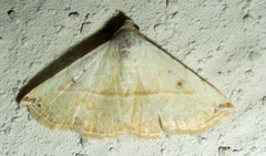 Eublemma gayneri