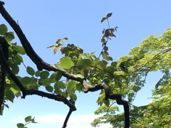 Actinidia arguta