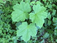 Actaea japonica