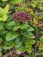 Viburnum treleasei