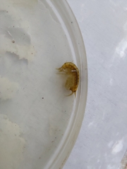 Gammarus lacustris