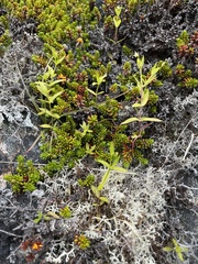 Stellaria calycantha