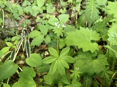 Galium japonicum