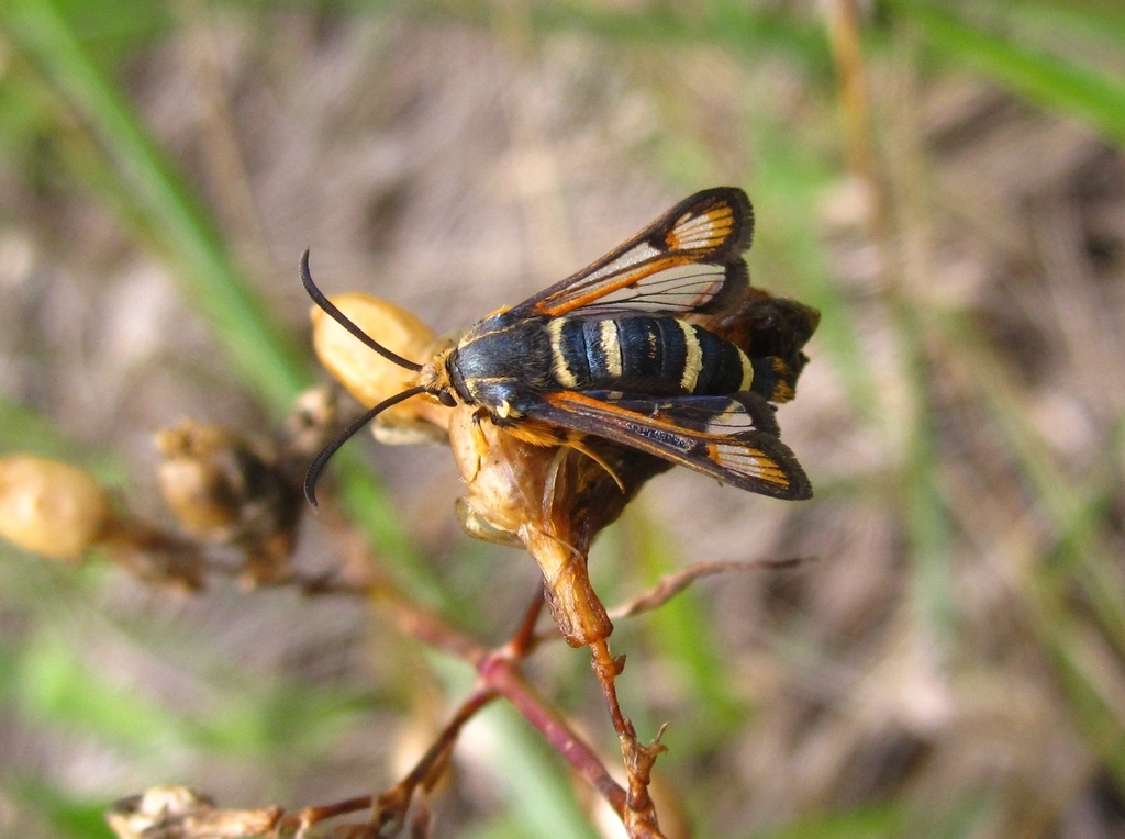 Bembecia megillaeformis