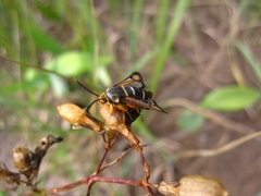 Bembecia megillaeformis