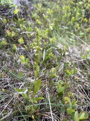 Pseudorchis