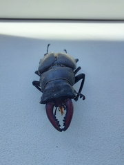 Lucanus cervus
