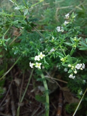 Galium humifusum