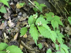 Elatostema involucratum