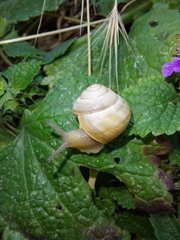 Caucasotachea vindobonensis