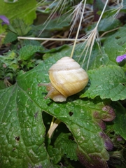 Caucasotachea vindobonensis