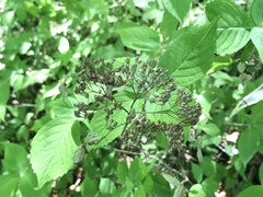 Hydrangea serrata