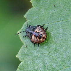 Rhacognathus punctatus