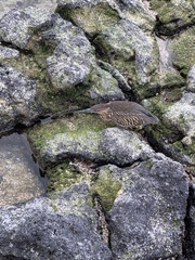 Butorides striata sundevalli