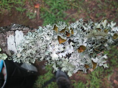 Parmotrema submarginale