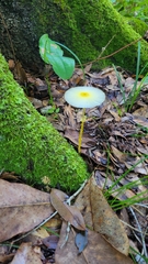 Leucocoprinus fragilissimus image