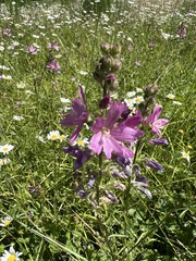 Sidalcea virgata