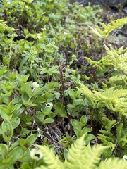 Neottia cordata