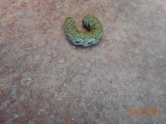 Proserpinus proserpina