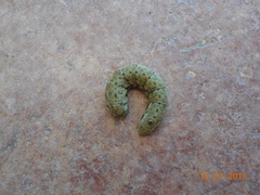 Proserpinus proserpina