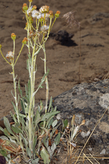 Senecio integerrimus exaltatus