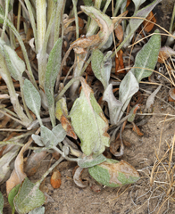 Senecio integerrimus exaltatus