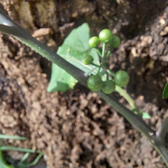 Solanum americanum