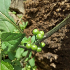 Solanum americanum