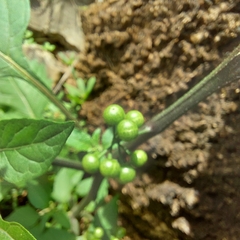 Solanum americanum