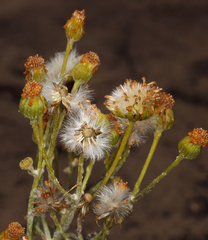Senecio integerrimus exaltatus