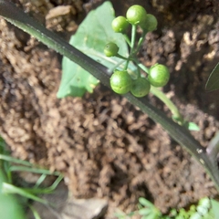 Solanum americanum