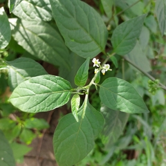 Solanum americanum