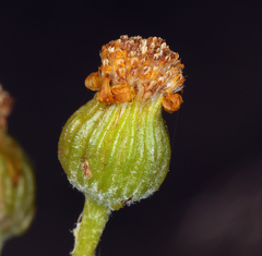 Senecio integerrimus exaltatus