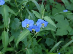 Commelina auriculata