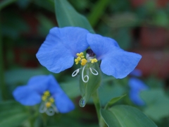 Commelina auriculata