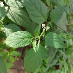 Solanum americanum