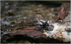 Ariadna boesenbergi