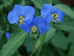 Commelina auriculata